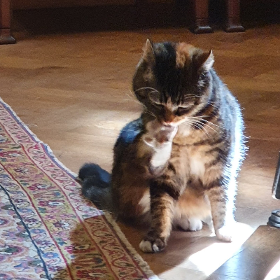tyxangi